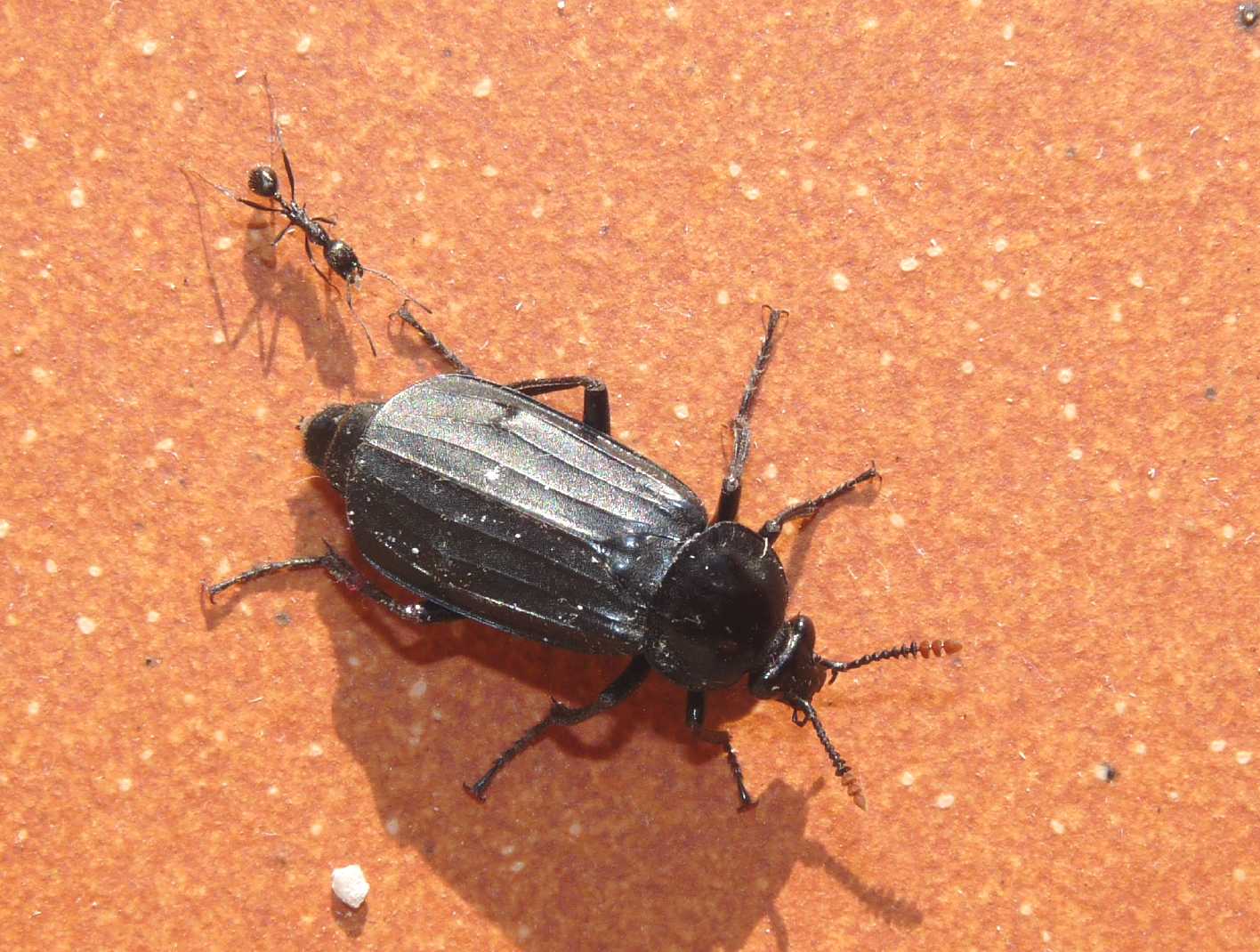 Necrodes littoralis (Coleoptera, Silphidae)